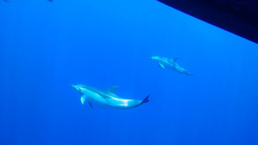 Pływanie z delfinami na Maderze. Pływanie z delfinami Funchal, Madera. Rejs oglądania delfinów Madera. Firmy oferujące rejsy oglądania delfinów i pływania z delfinami na Maderze. Gdzie można pływać z delfinami w ich naturalnym środowisku.