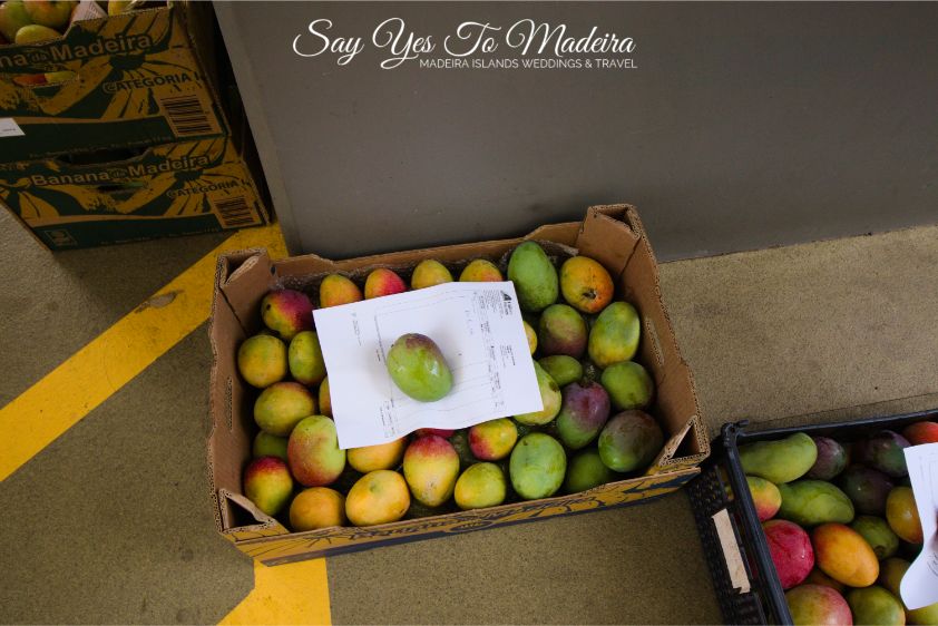 Atrakcje na Maderze - Faja dos Padres. Kolejka linowa na Faja dos Padres na Maderze. Egzotyczne owoce na Maderze.