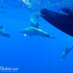 Delfiny Madera - rejsy obserwacji delfinów i wielorybów na Maderze. Pływanie z delfinami na Maderze. Delfiny - Ceny rejsów Funchal.