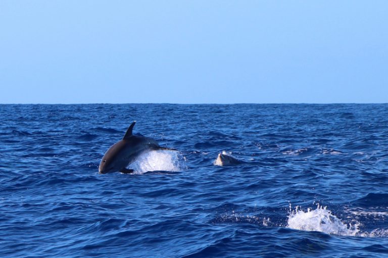 Swimming with dolphins & dolphin watching on Madeira (+promo code 10% ...