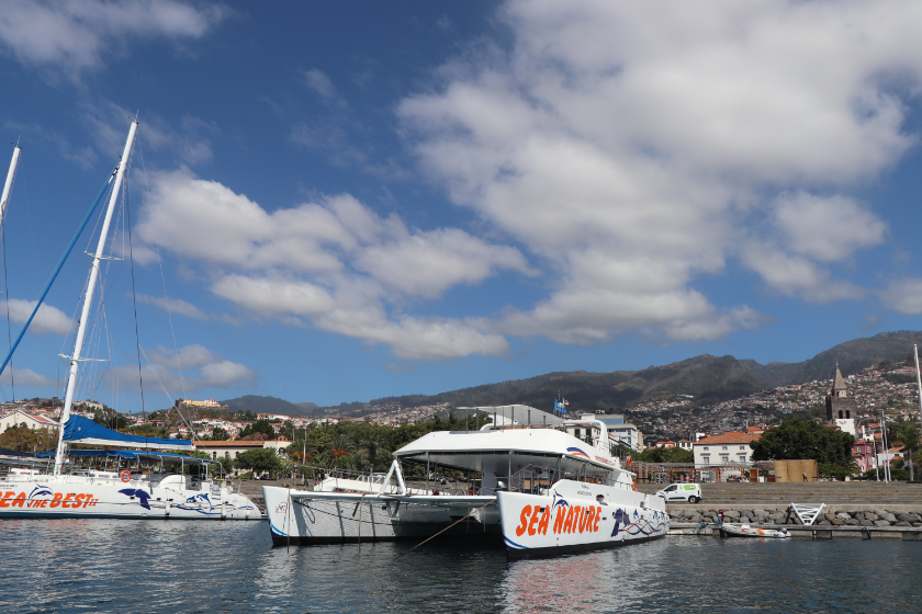 swimming with dolphins & dolphin watching on madeira