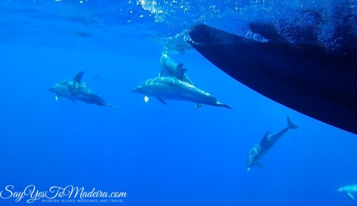 Madeira dolphins - Dolphin and whale watching tours Madeira Portugal