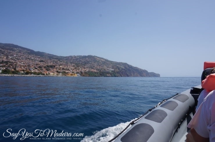 Swimming with dolphins Madeira, Portugal. Best dolphin watching tours in Europe: Rota dos Cetaceos Funchal
