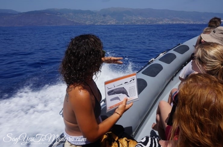 Swimming with dolphins Madeira, Portugal. Best dolphin watching tours in Europe: Rota dos Cetaceos Funchal