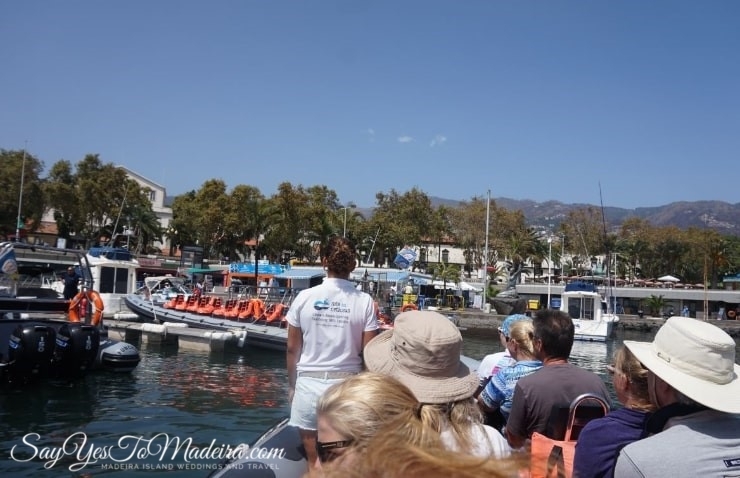 Swimming with dolphins Madeira, Portugal. Best dolphin watching tours in Europe: Rota dos Cetaceos