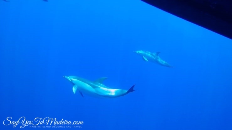 Swimming with dolphins Madeira. Dolphin watching tours in Europe