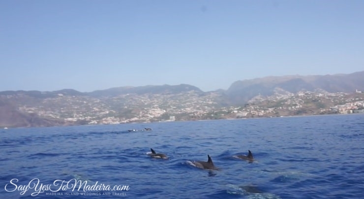 Swimming with dolphins Madeira. Dolphin watching Madeira, Portugal
