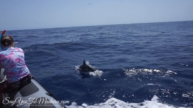 Madeira dolphins - Best dolphin and whale watching tours Madeira Portugal