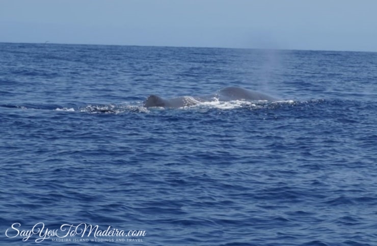 Madeira dolphins - Dolphin and whale watching tours Madeira Portugal