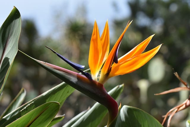 Strelitzia reginae – królewska Strelicja - symbol Madery