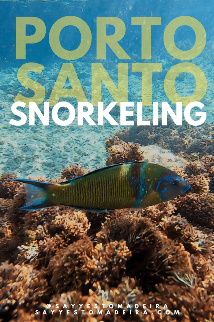 Best things to do on Porto Santo, Madeira - Snorkeling Tour Porto Santo