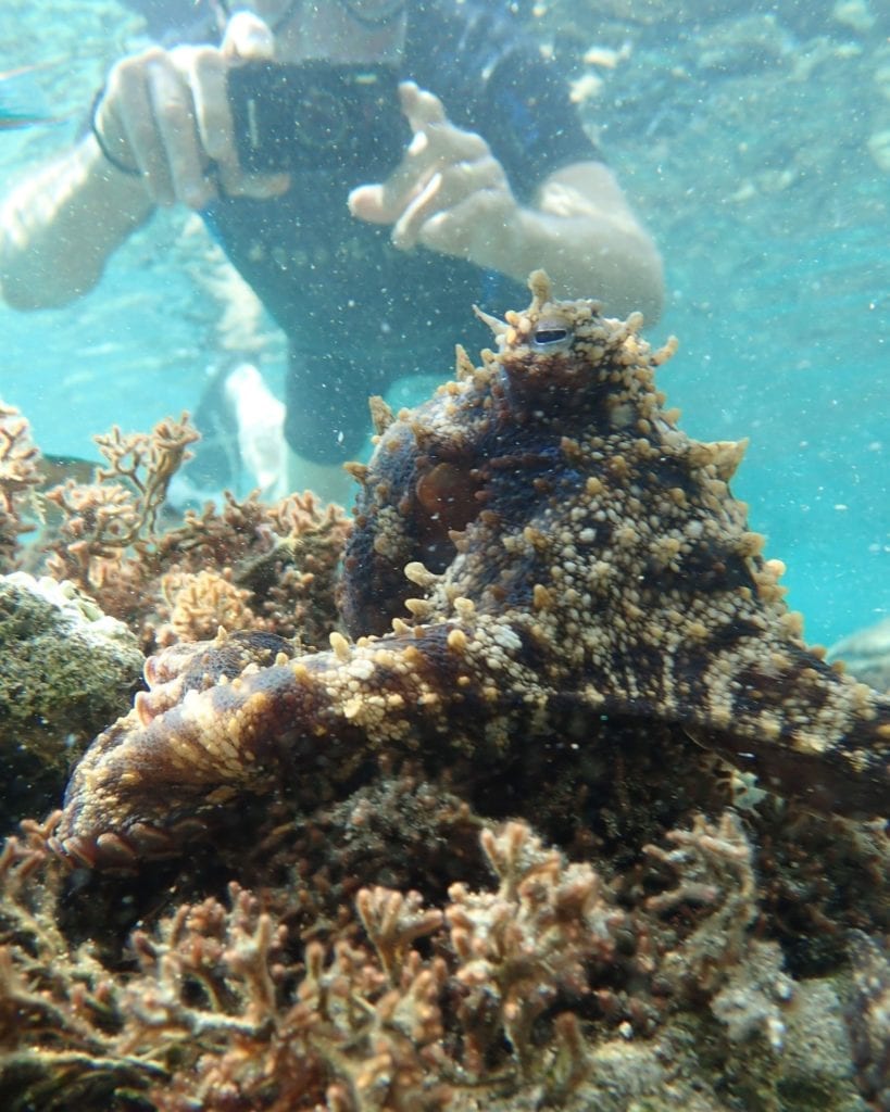 Snorkeling Tours Porto Santo Portugal - Nurkowanie z rurką na Porto Santo w Portugalii