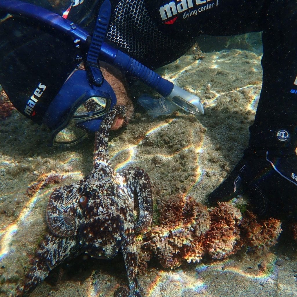 Snorkeling Tours Porto Santo Portugal - Nurkowanie z rurką na Porto Santo w Portugalii