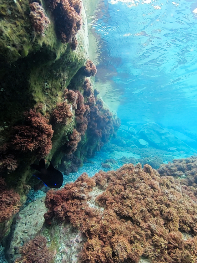 Snorkelling Madeira Islands - Best snorkelling spots Madeira and Porto Santo, Portugal