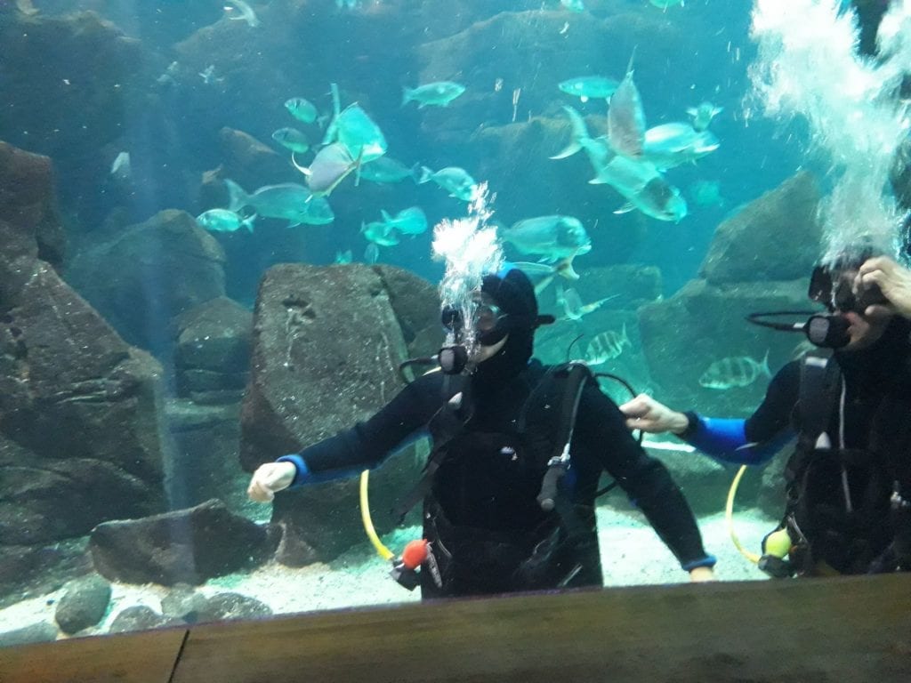 Erasmus Exchange Student in Madeira Island, Portugal: Diving in the Porto Moniz Aquarium