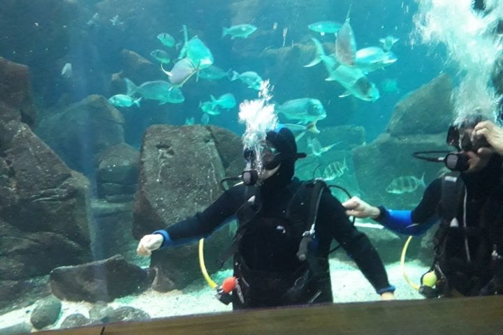 Erasmus Exchange Student in Madeira Island, Portugal: Diving in the Porto Moniz Aquarium