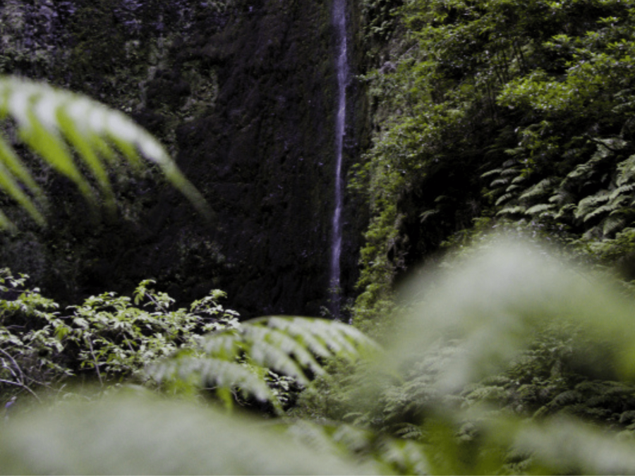 Caldeirão Verde (PR9) Walk - Best hikes Madeira island