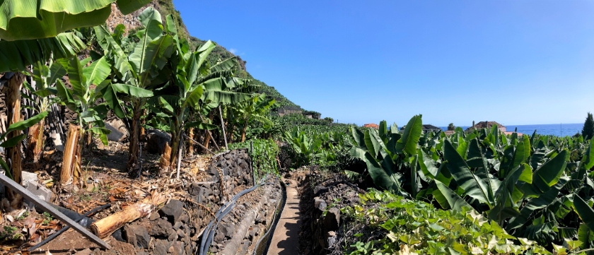 Banana plantation hike Banana Route Madeira Island. Family-friendly attractions Madeira.